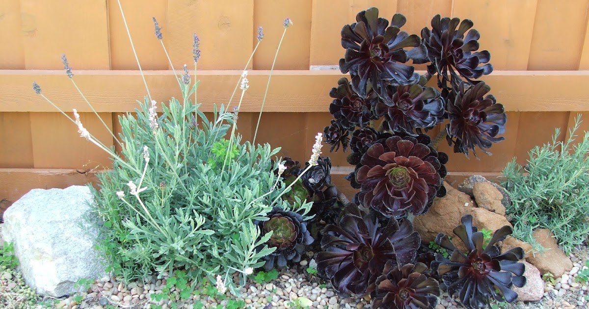 Garden and Bliss: Water Wise Succulent Gardens
