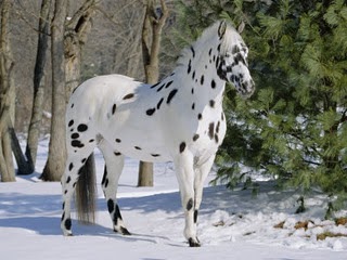 Pelagem pintada é um dos diferenciais dos cavalos appaloosa, Nosso Campo