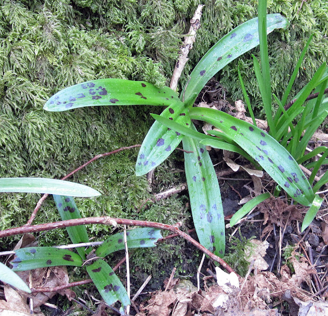 Leaf rosette of an Early Purple Orchid, Orchis mascula.  One Tree Hill, 17 March 2012.