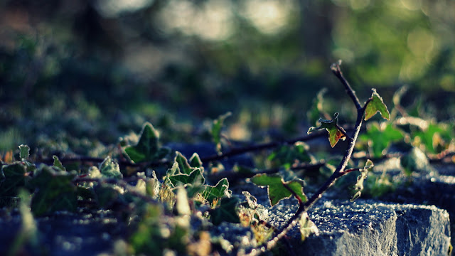 One Glorious Morning Annie, Japaud Nature Photography, macros, moss, fantastic light, nature