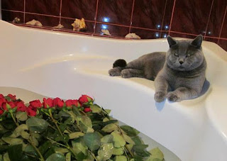 котки с рози