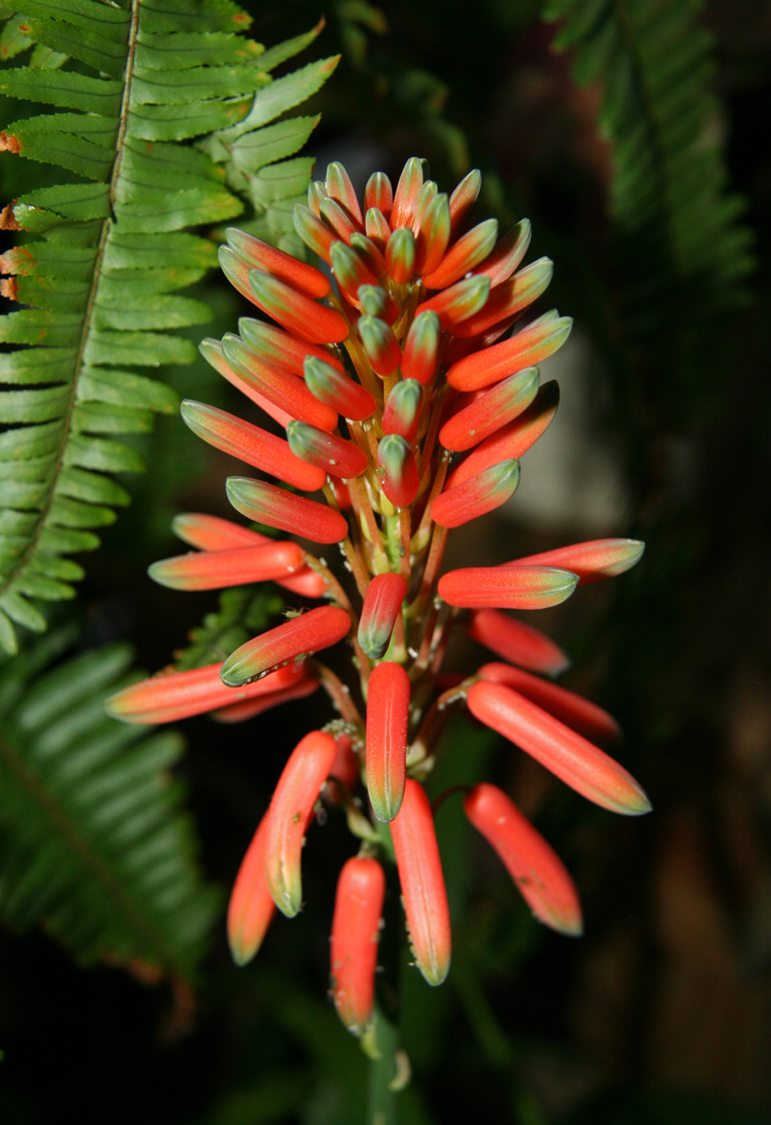 Daffodils &amp; Daydreams Bloomin’ Aloe!