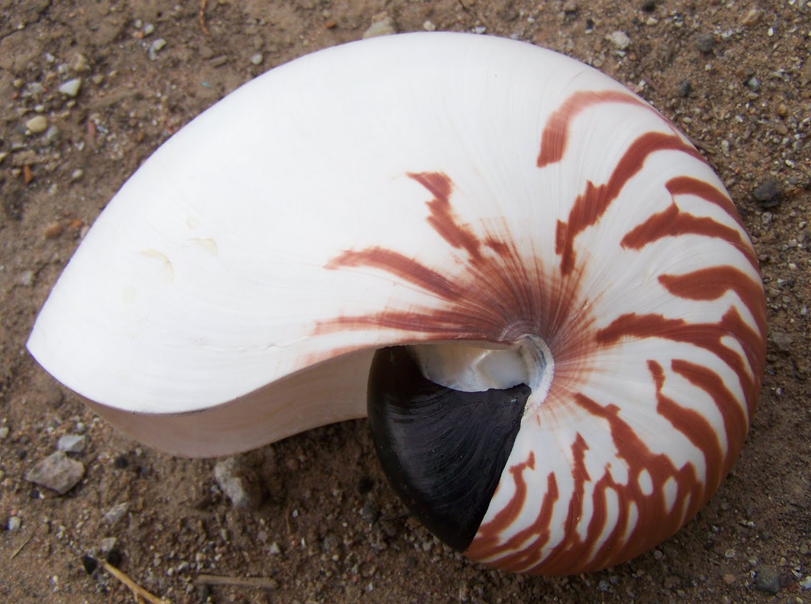 Pictures of Seashells Nautilus Sea Shell