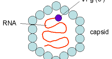 Hepatitis A Virus Can Be Restrained By: