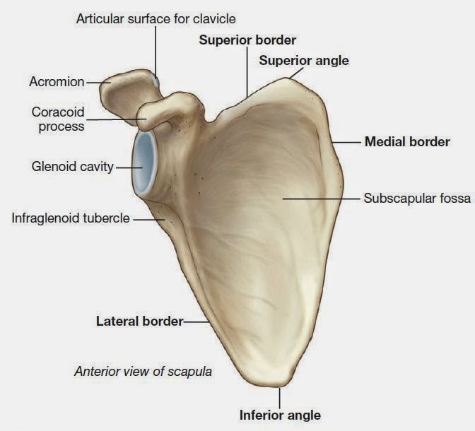 Clavicle and Scapula (Bone) of Shoulder Travel Life