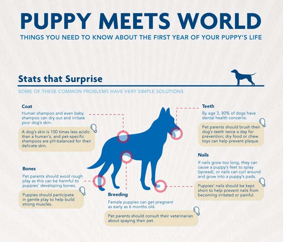 To Dog With Love Bringing Home Puppy Tips for Your Pup's First Year!