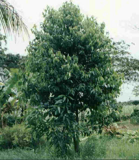 arbol de la Canela arbol de la Canela