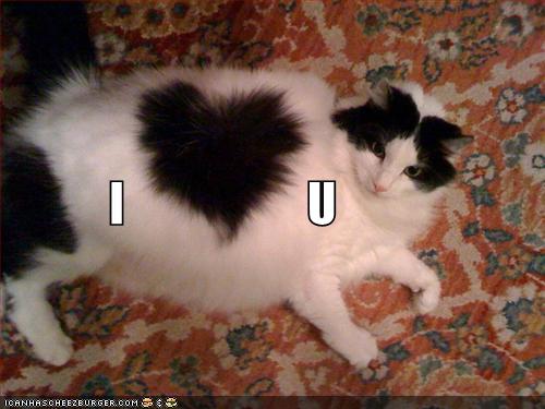 Funny+I+love+you+cat+image+pic+photo.jpg