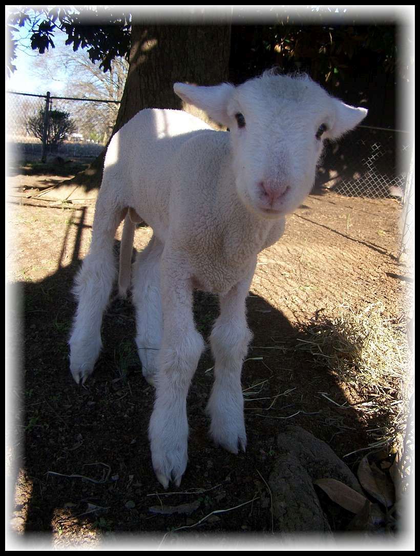 essays on animal sacrifice essays on animal sacrifice
