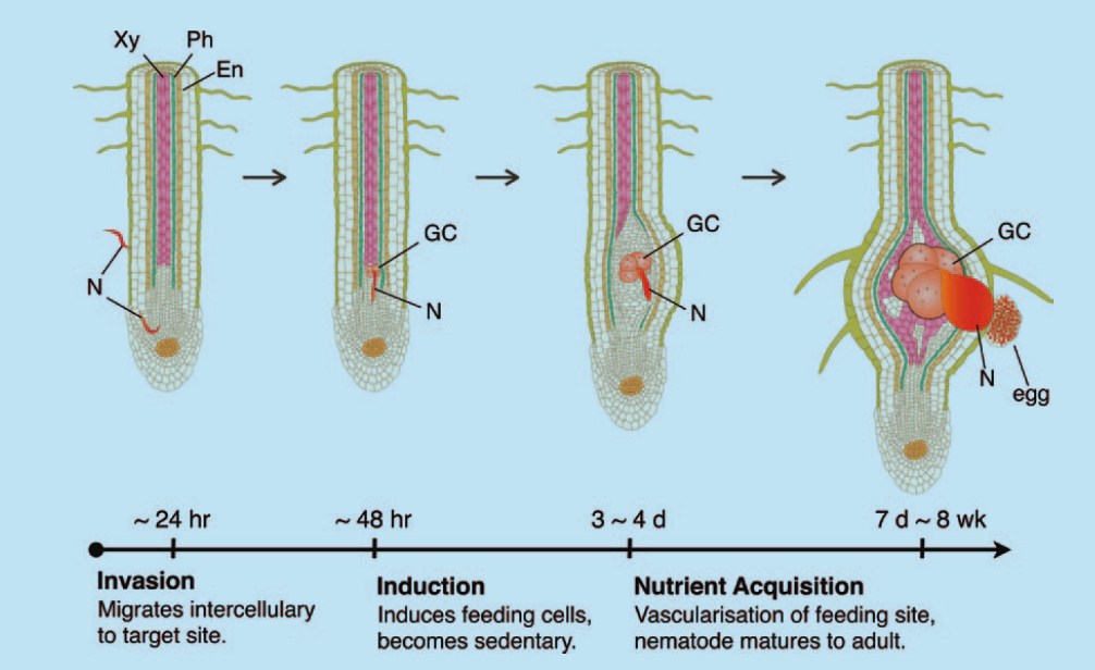 root biology news root knot nematodes induce plants to form new root knot nematodes