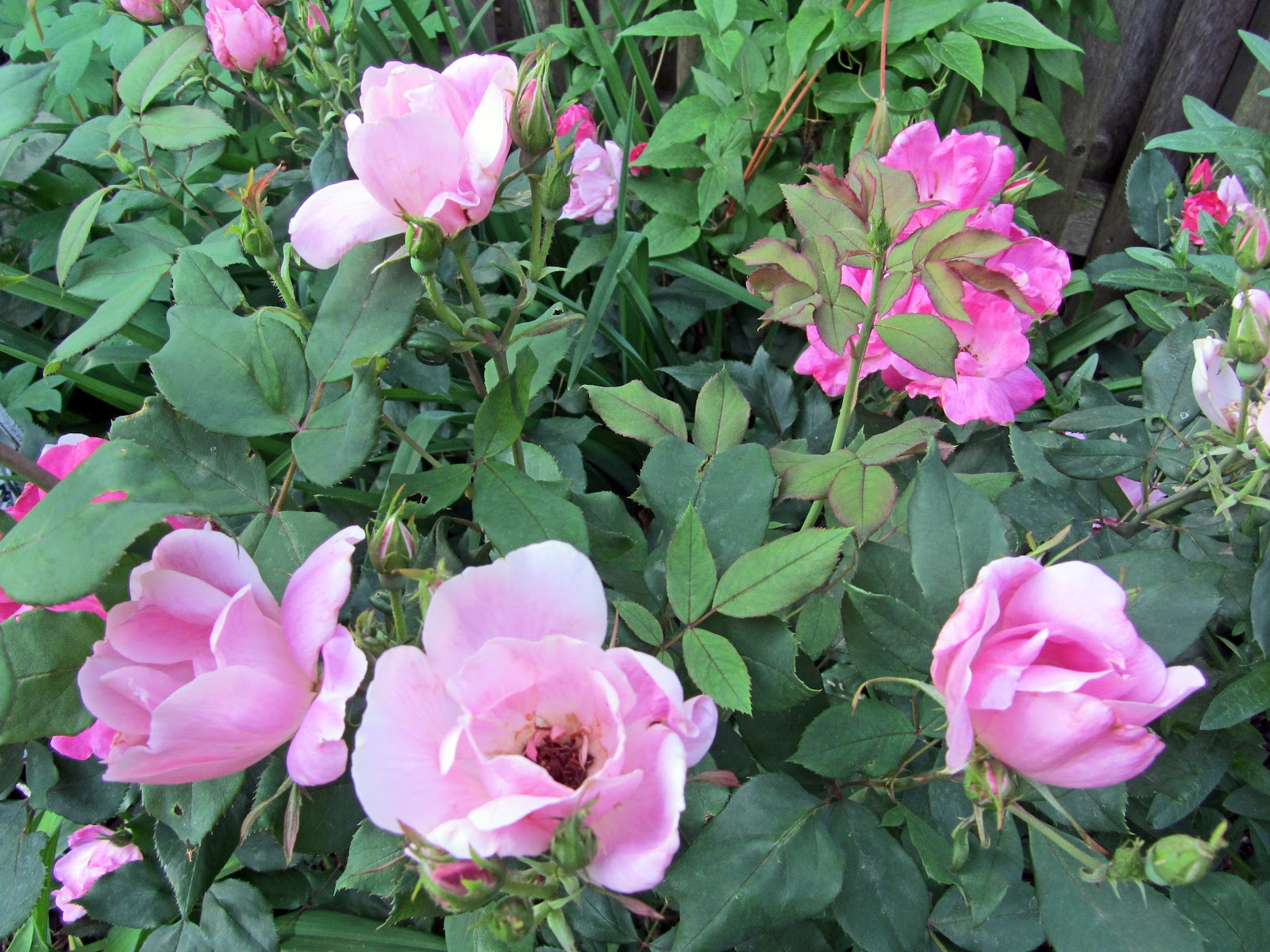 Gatsbys Gardens A Rose Is A Rose