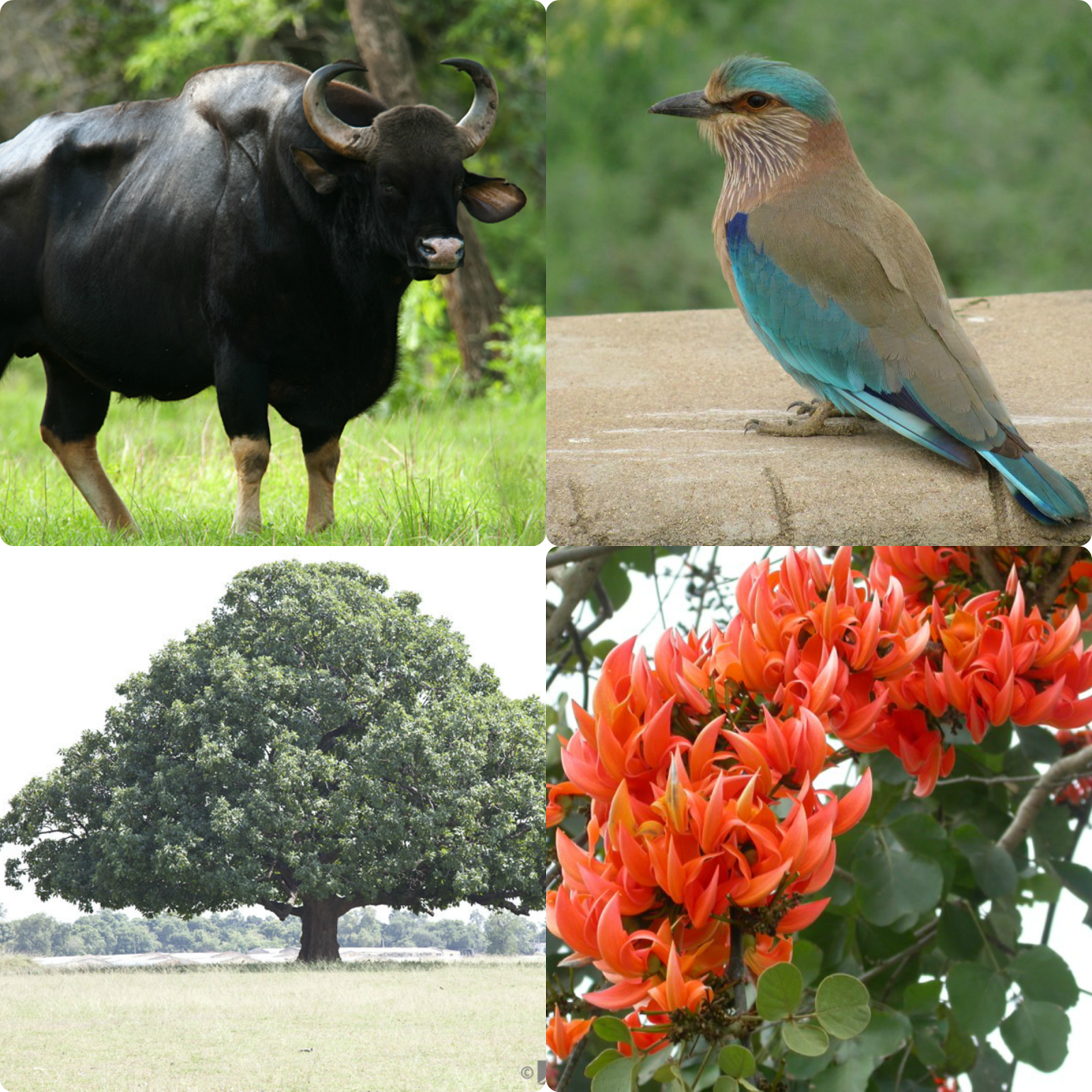 Telangana State : Images, Logos Of Animal, Bird, Tree and Flower