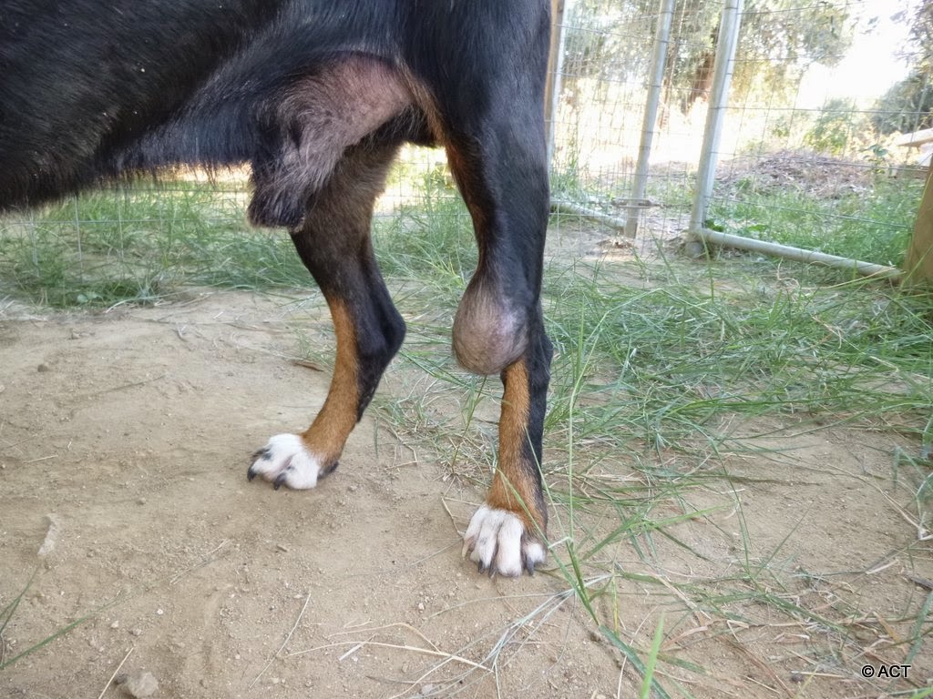 ACT! Animal Care Thassos August 2014