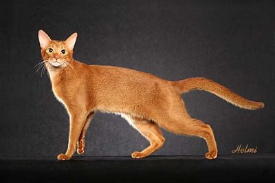 Abyssinian Hamster