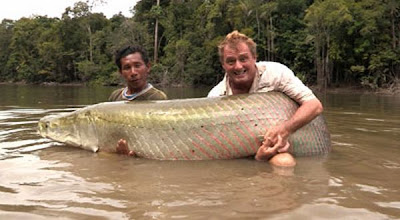 Ikan Terbesar dan Terkuat di Dunia http://www.didunia.net/