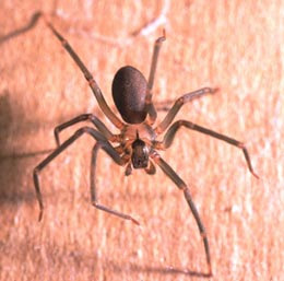 spiders, pest control, walla walla, brown recluse, hobo spider, extermination