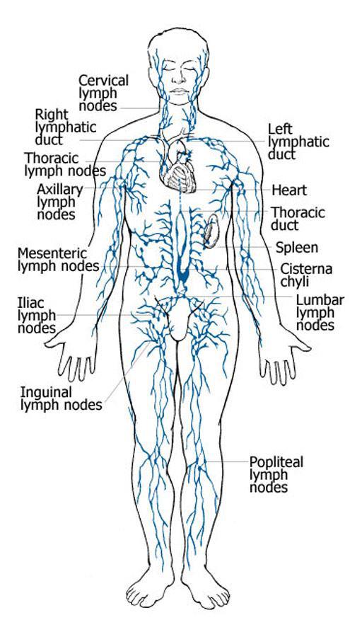 Factsram.blogspot: Spleen and Lymphatic System