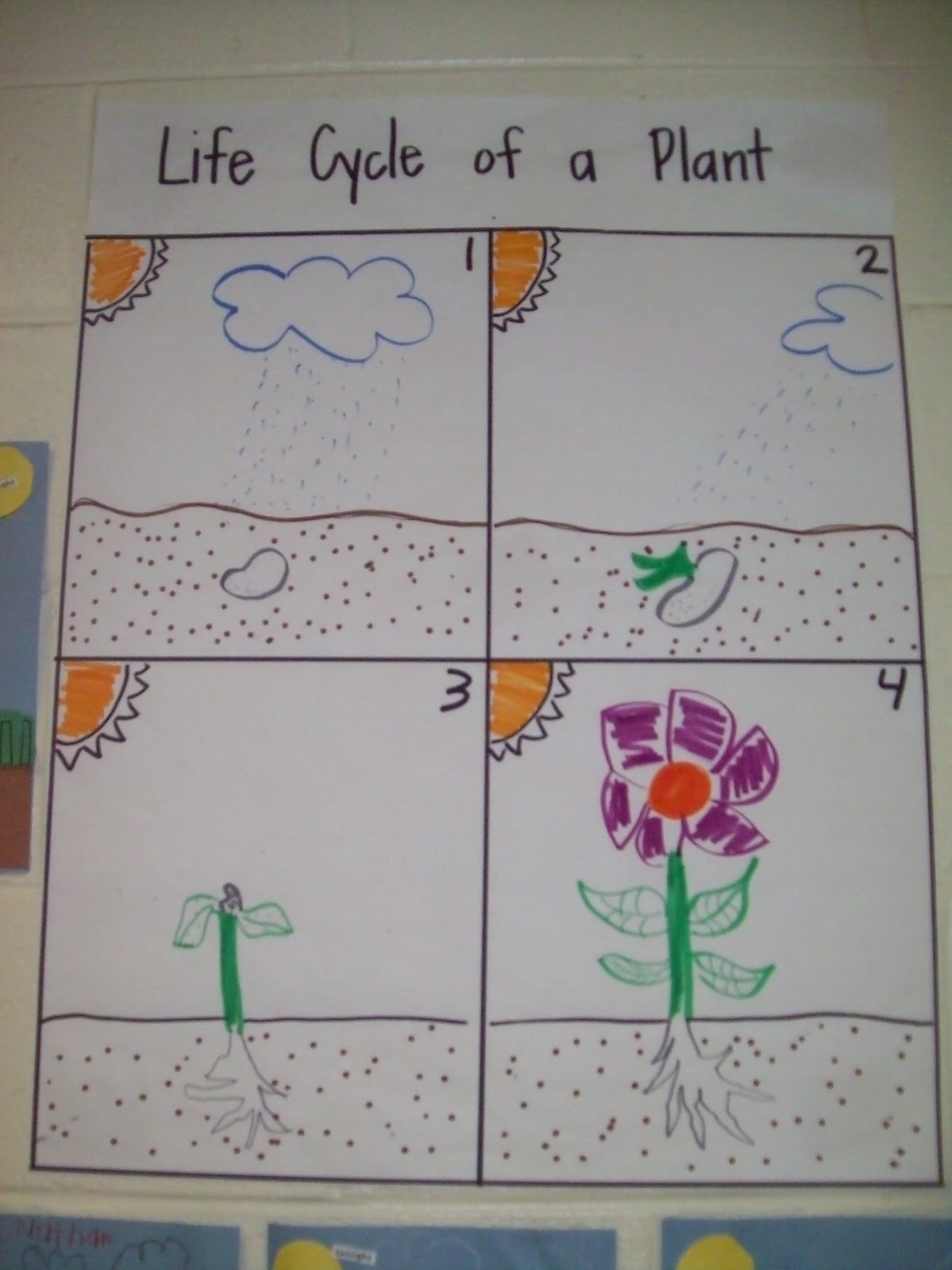 CHES PRESS Plant Life Cycle