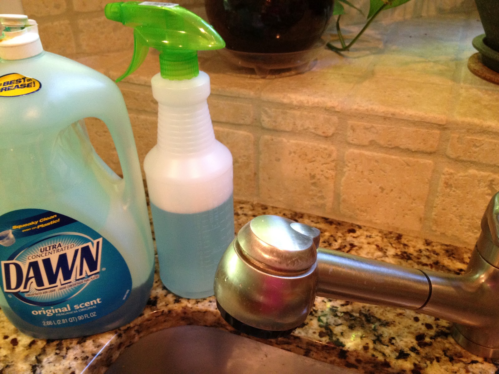 Black widow spider facts wikipedia, facts about bed bugs and how to get