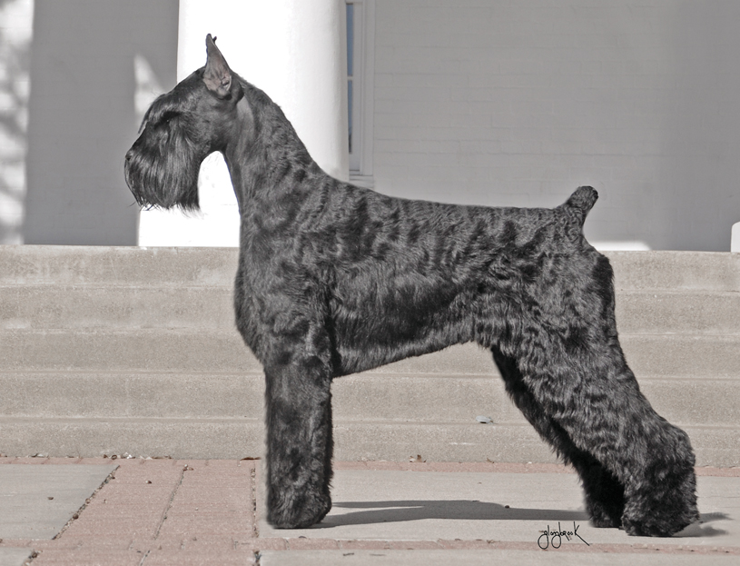 grooming schnauzer on Pinterest Schnauzers, Giant Schnauzer and
