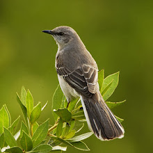 Mississippi State Bird - Mockingbird