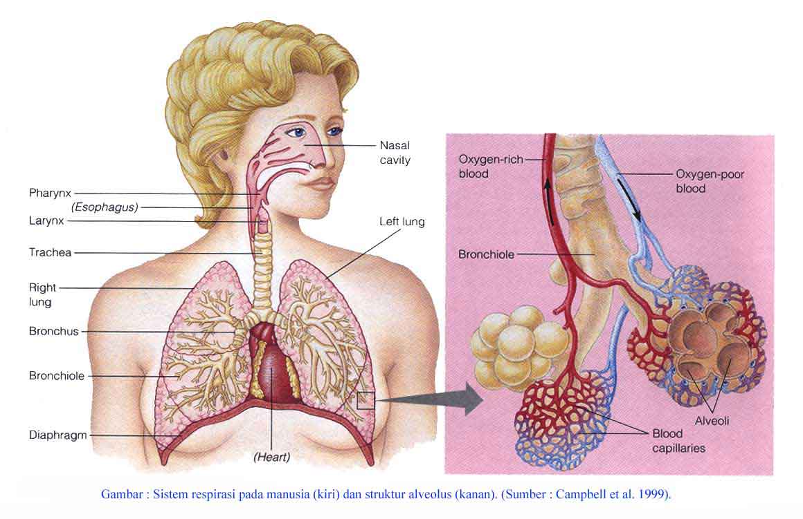 biologiku biologimu: SISTEM PERNAFASAN MANUSIA