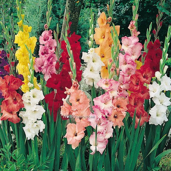 Gladiolus Flower