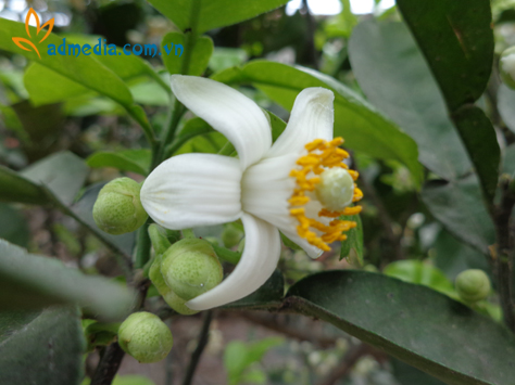 hương hoa bưởi hương hoa bưởi