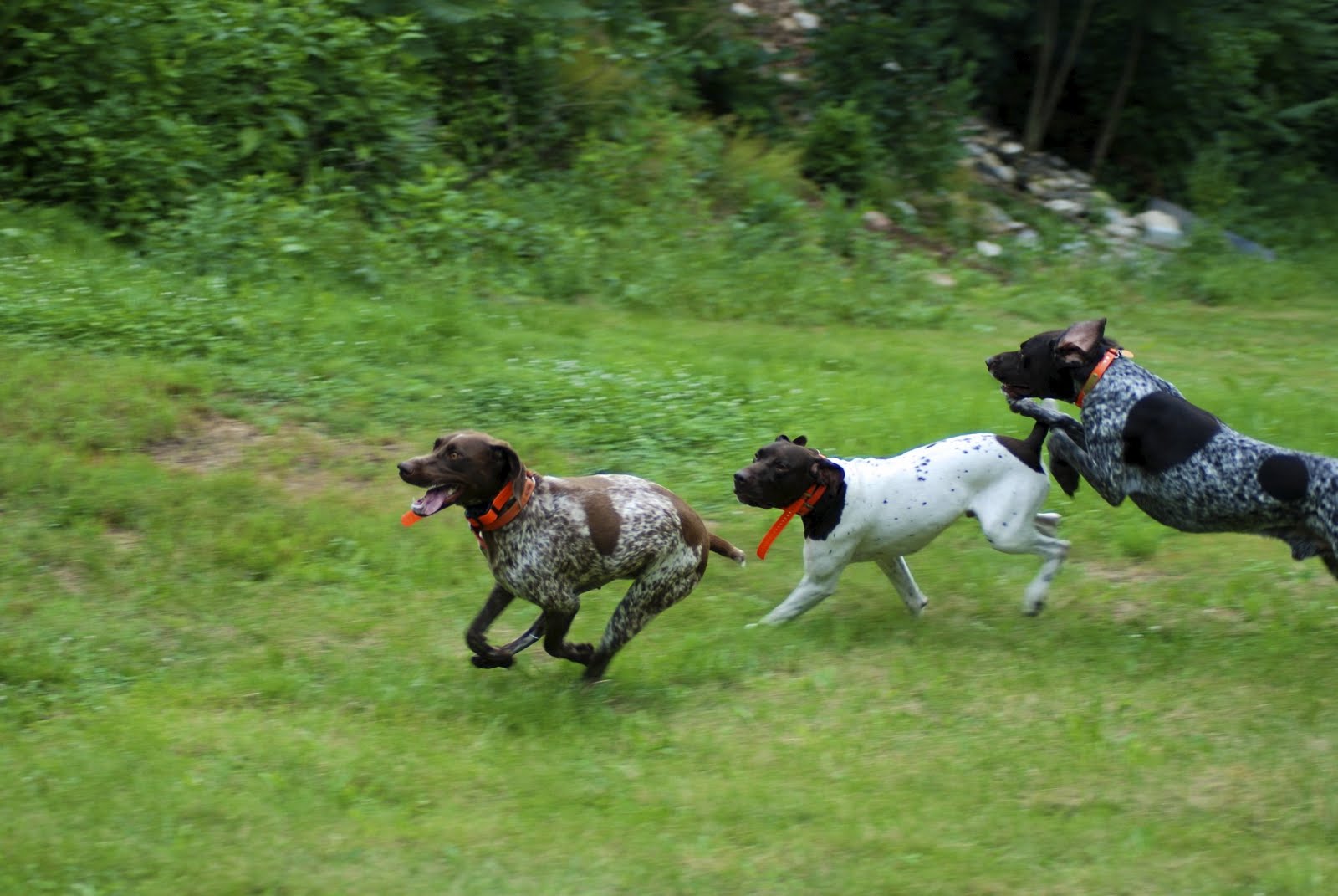 Adventures of a GSP Hunting Dog GSP Dog Party!