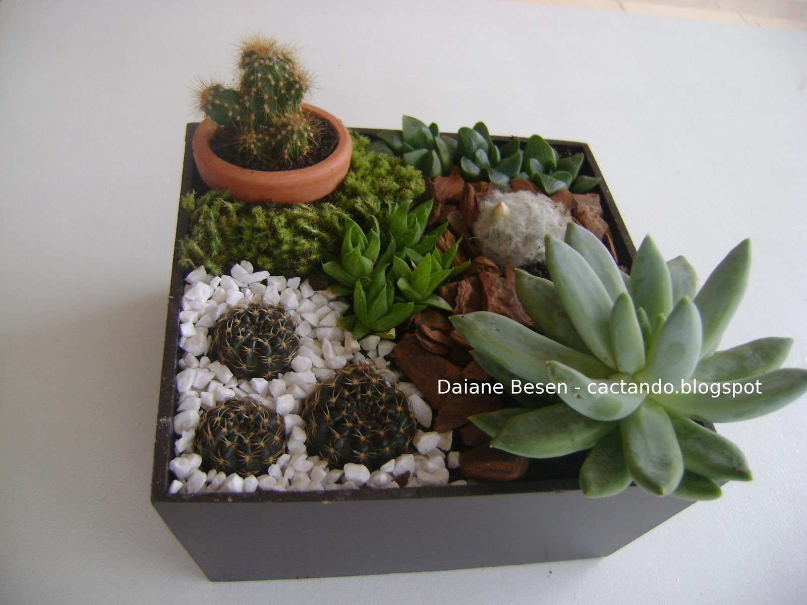 mini jardim de suculentas passo a passo:um botão de flor, e outro de espinhos amarelos dentro do vasinho de mini jardim de suculentas passo a passo:um botão de flor, e outro de espinhos amarelos dentro do vasinho de