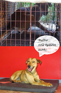 Η ΑΓΡΙΑ ΣΚΥΛΙΤΣΑ ΠΟΥ ΕΓΙΝΕ ΑΡΝΑΚΙ i-agria-skulitsa-pou-egine-arnaki.jpg