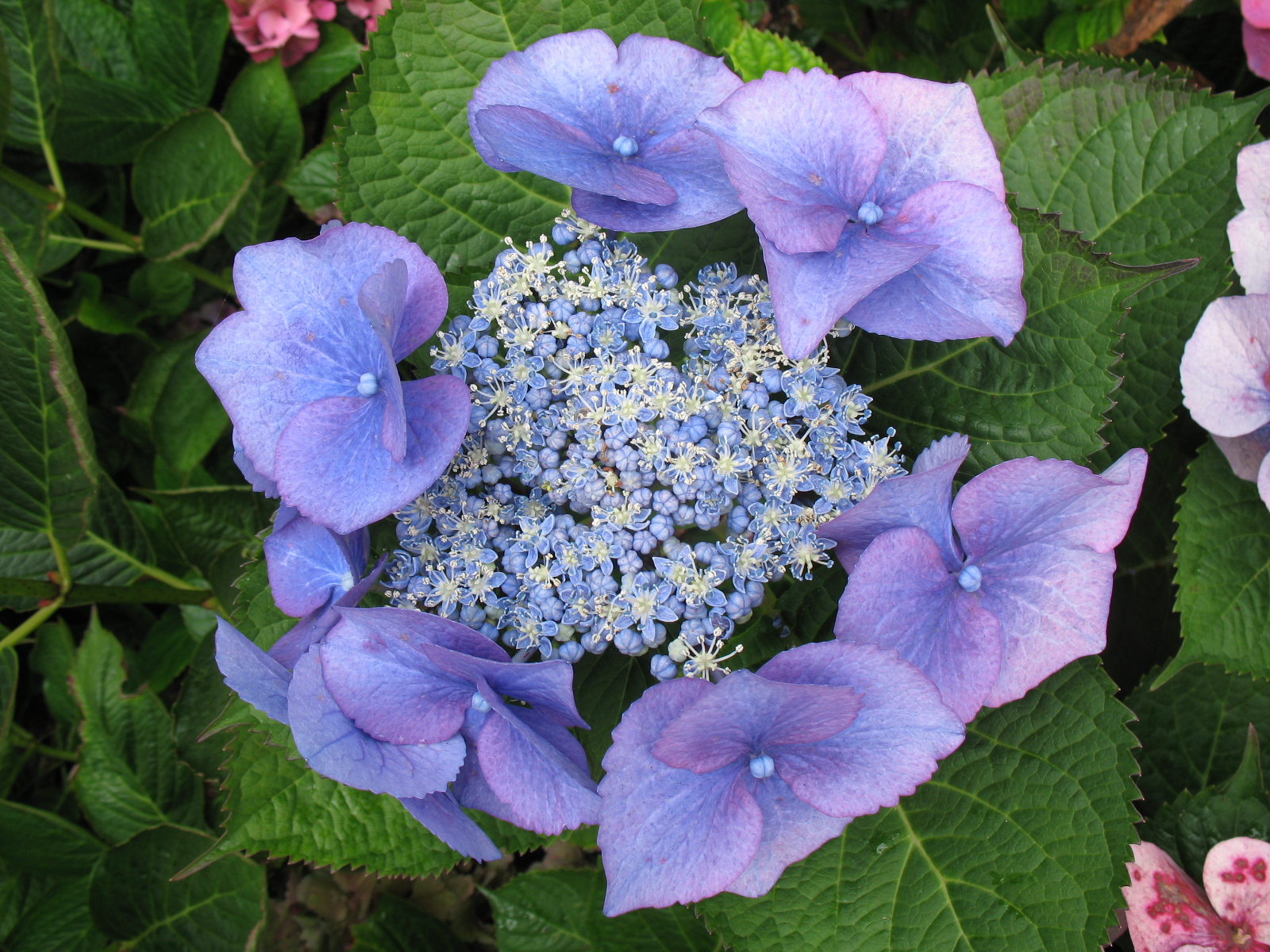 Miss Bloomers The Flowers of Northern California