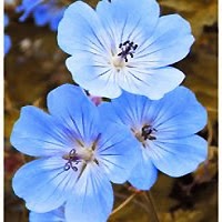 Grow a Blue Garden: Geranium Rozanne