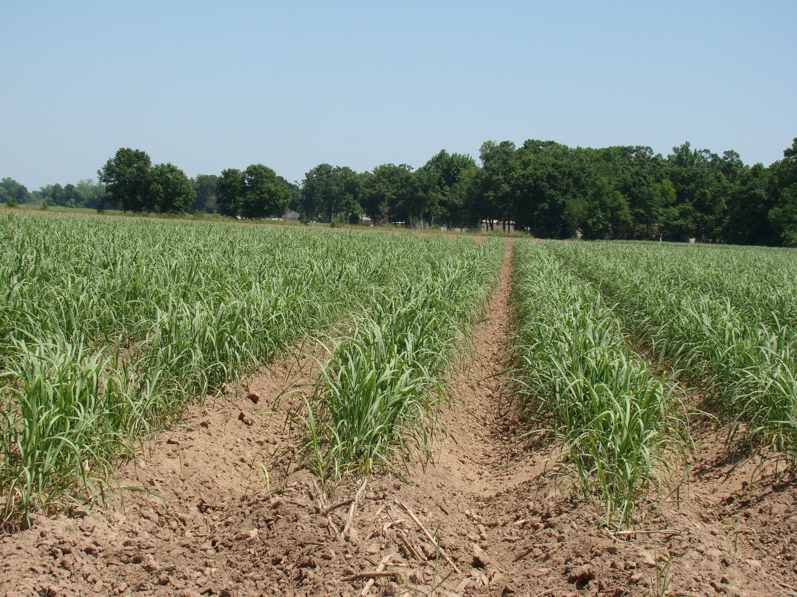 In Search of 2011 New Iberia, Avery Island, and Tabasco