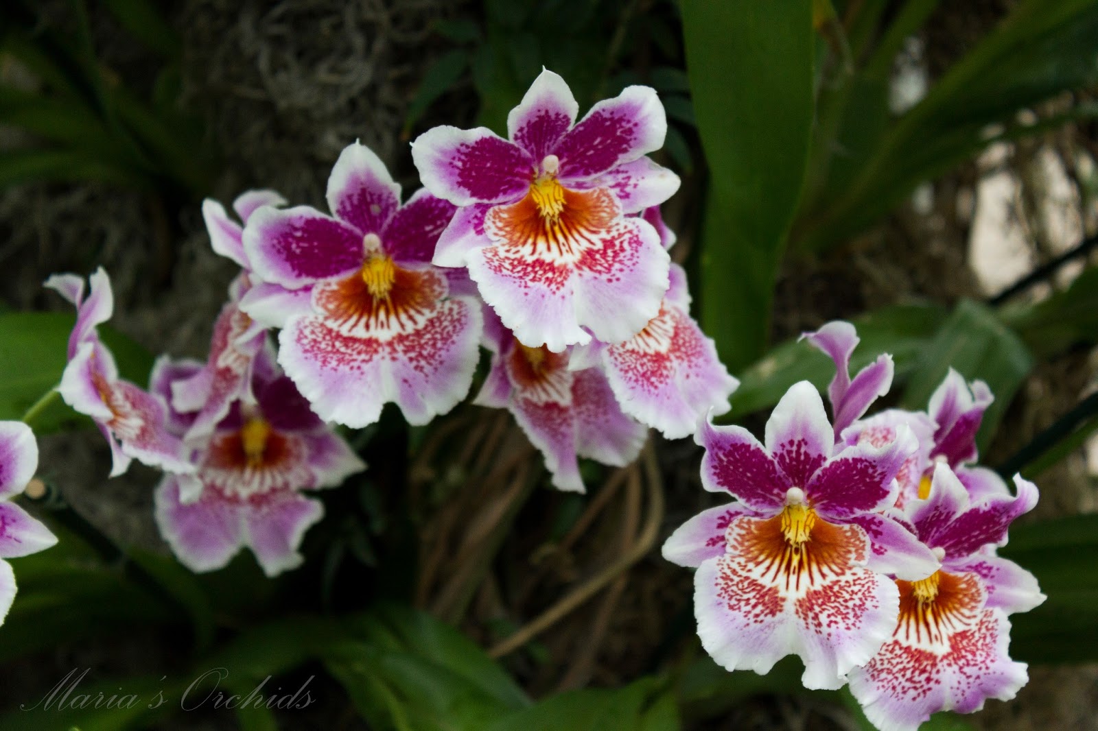 Maria's Orchids: New York Orchid Show 2013: Oncidiums