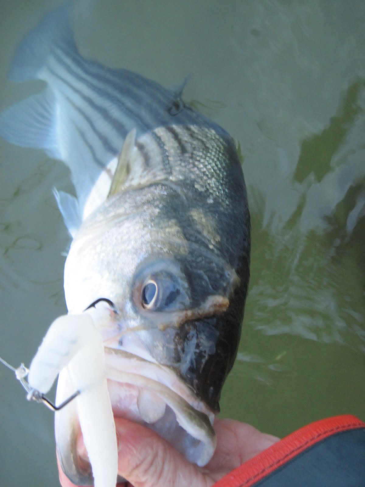 Rhode Island Striped Bass Float 'n' Plastic