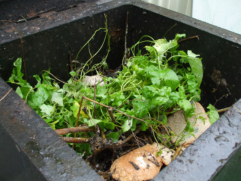 The Compost Bin Hot Bin trial after 4 weeks first sight behind the