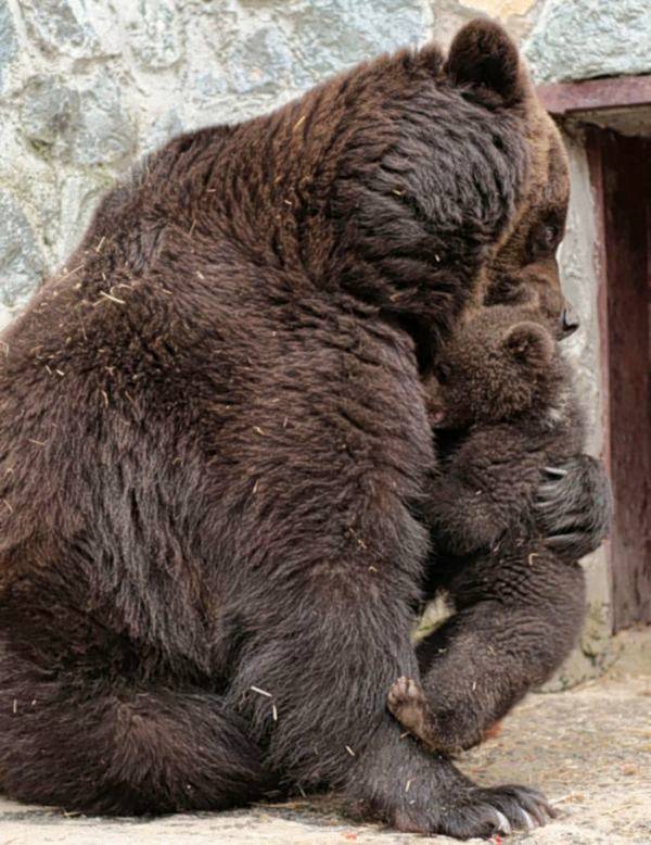 PhotoFunMasti: Angry Mother Bear Photos