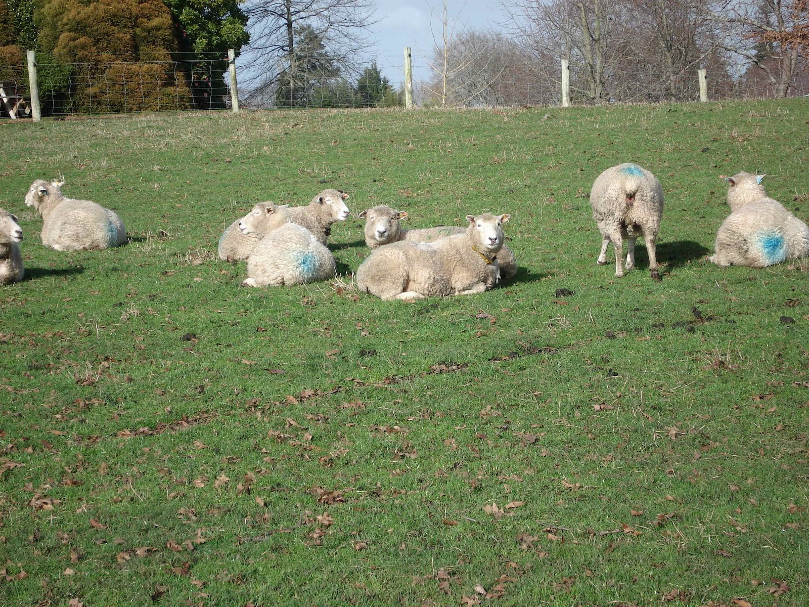 Animals and Emotions Can sheep feel hunger?