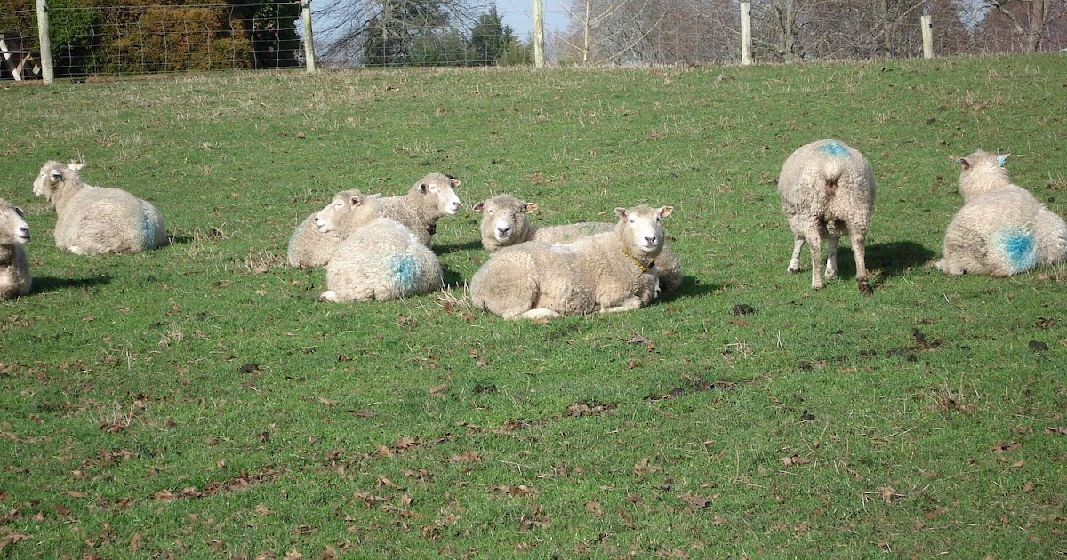 Animals and Emotions Can sheep feel hunger?