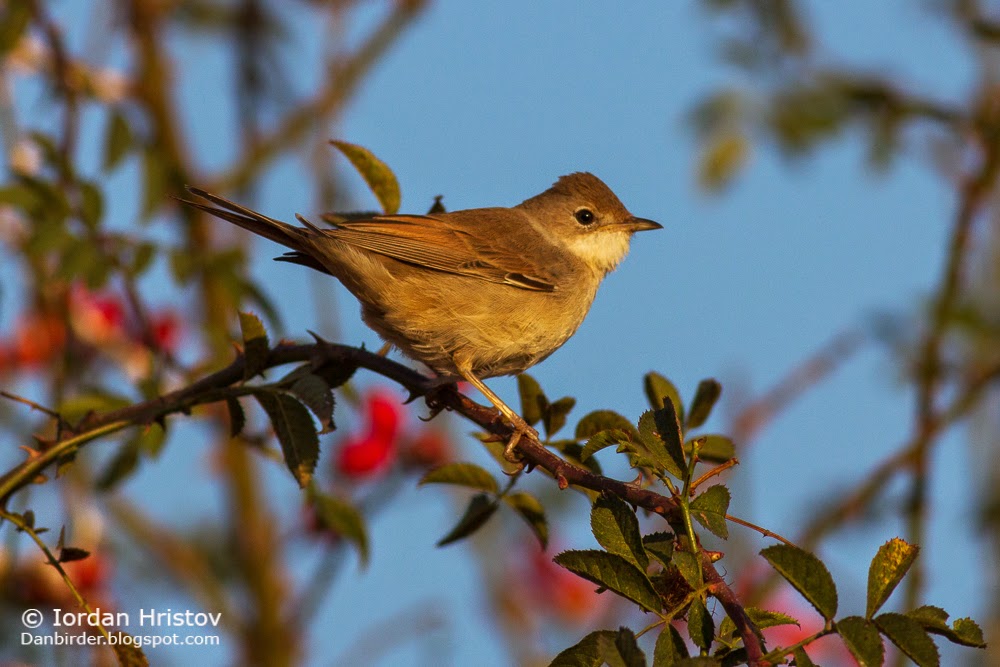 Common Whitethroat Sylvia communis