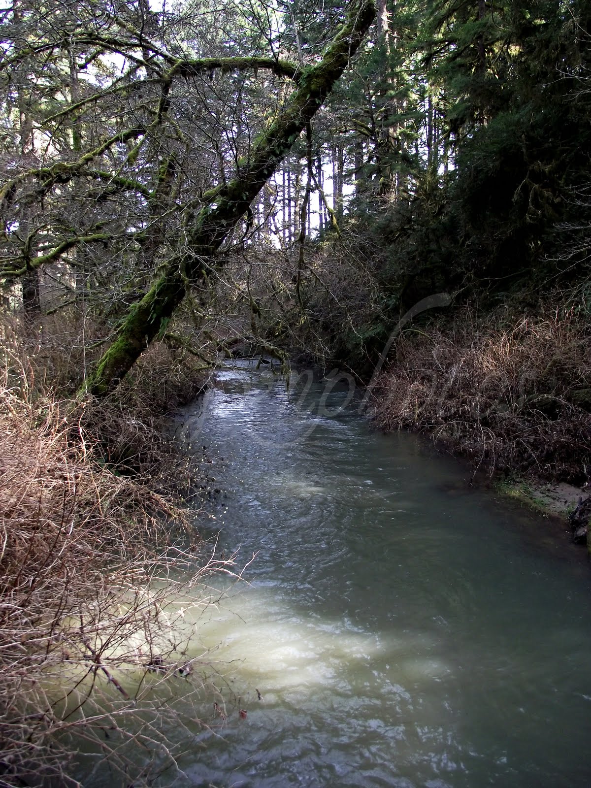 Photos by Jan Triangle Lake, Oregon and Further Adventures