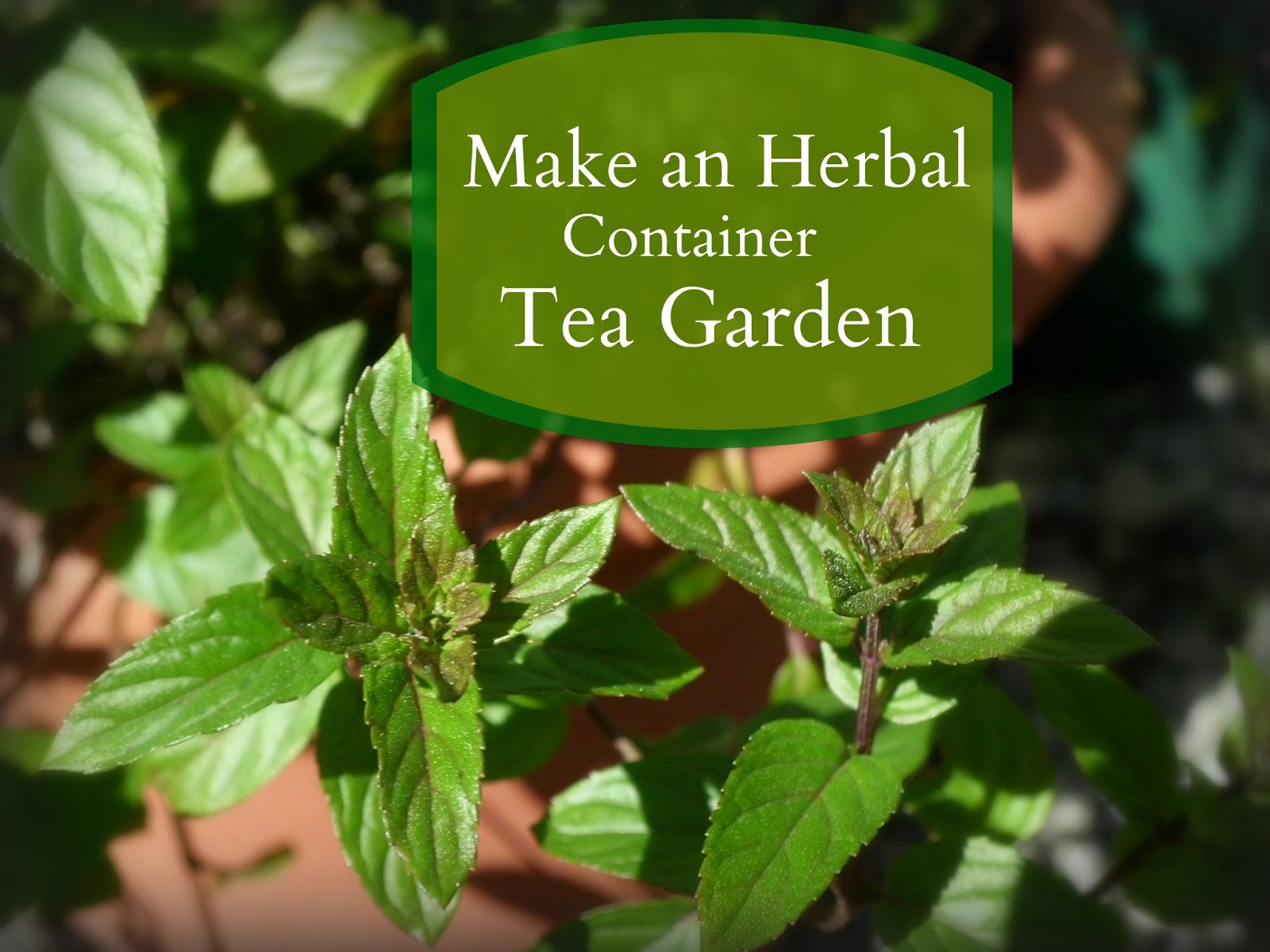 Livin In The Green Make an Herbal Container Tea Garden Tuesday May 14 2013