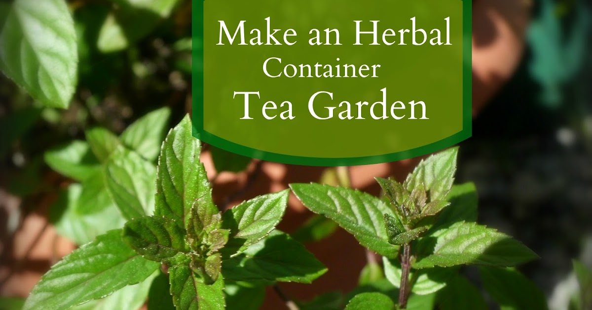 Livin' In The Green Make an Herbal Container Tea Garden