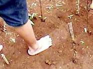 jejak kaki raksasa Penemuan jejak kaki raksasa di cimais jawa barat