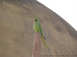 Single parrot on top of the pillar