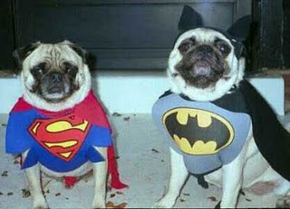 Funny Dog Pictures