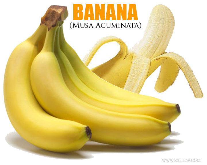 banana scientific name