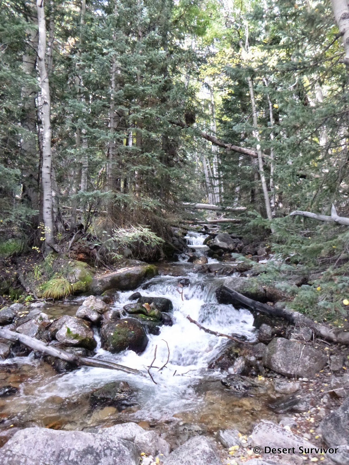 Desert Survivor Hike to Baker Lake in Great Basin National Park