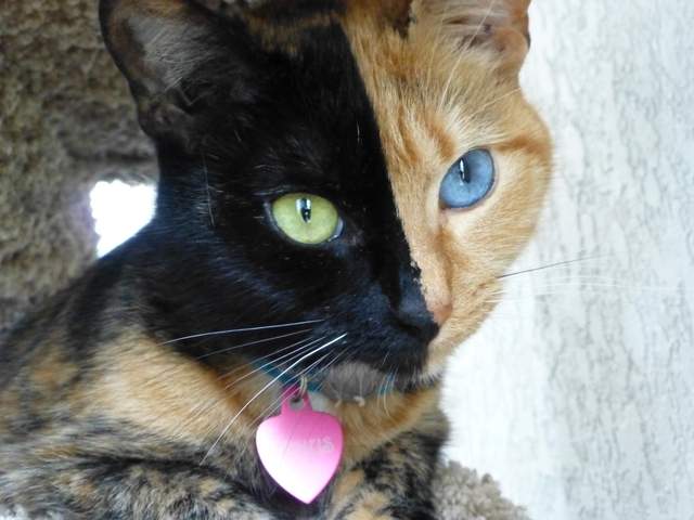 Colored Cats Game Colored Cats Game